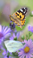 Biodiversitet