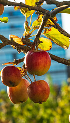 Frugttræ_Foto_Gert_Medom__Flickr.jpg