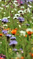 Biodiversitet.jpg